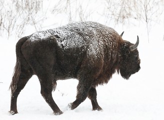 bison 