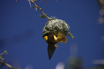 Southern masked weaver nest building