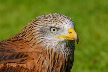 Red Kite (milvus milvus) close up portrait