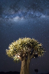 Quivertree under milky way