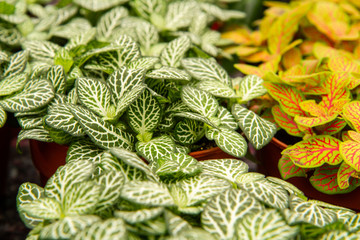 Green leaves from plants with white pattern