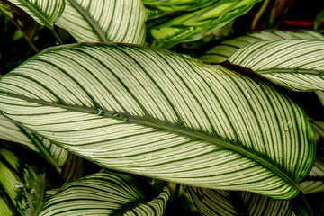 palm leaf with white pattern