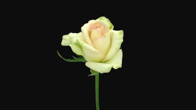 Time-lapse of dying white pink rose 1c3 in RGB + ALPHA matte format isolated on black background