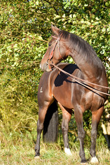 American Quarter Horse Stute 