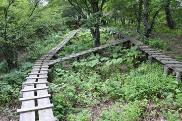 大室山の木道