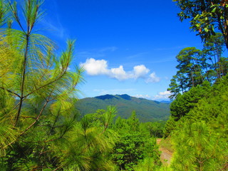 Bosque en la Sierra Sur de Oaxaca