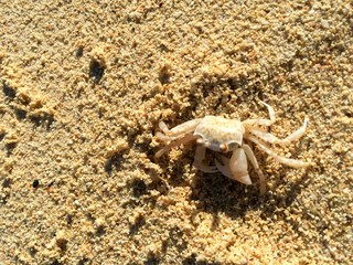 Crab on sand