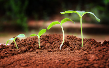 Agriculture. Growing plants. Plant seedling. Hand nurturing and watering young baby plants growing...