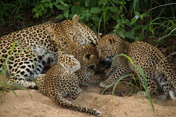 Leopard family