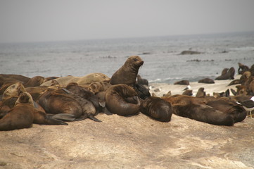 Nap of seals