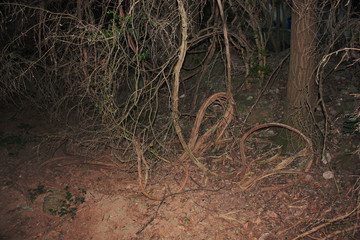 Dense Forest next to the Agios Nikolaos Park Naousa Greece