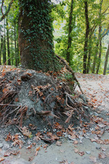Dense Forest next to the Pozar Thermal Baths Aridaia Greece
