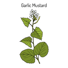 Garlic Mustard Alliaria petiolata , medicinal plant
