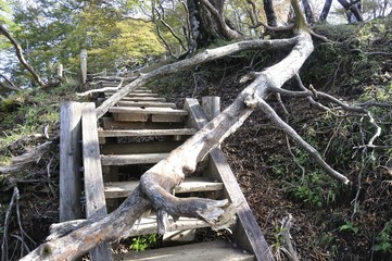 木道の山道を塞ぐ倒木
