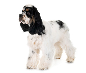 american cocker spaniel