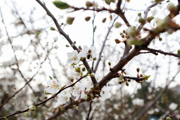 Honey Bee on white flower collecting pollen and nectar to make honey.
