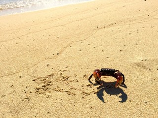 Crab to the sea