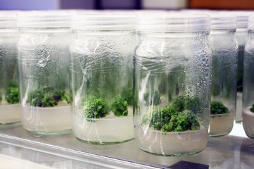Plant tissue culture experiment in biology laboratory. Research and development for agriculture concept.