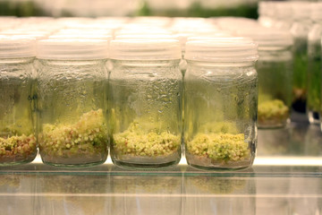 Plant tissue culture experiment in biology laboratory. Research and development for agriculture concept.