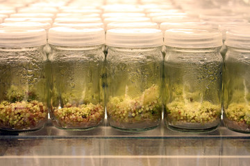 Plant tissue culture experiment in biology laboratory. Research and development for agriculture concept.