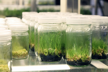 Plant tissue culture experiment in biology laboratory. Research and development for agriculture concept.