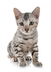 Fototapeta premium bengalski kociak w studio