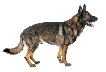 gray german shepherd