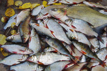Fototapeta premium Bream, roach and fishing gear 
