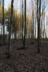 Birkenbäume in kahler Landschaft