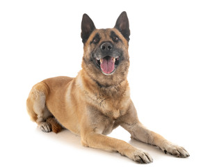 malinois in studio