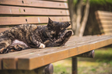 猫の日常