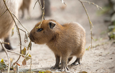 Close up portrait of a cute baby capybara (Hydrochoerus hydrochaeris)