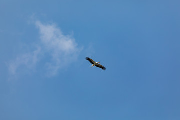 Europäischer Weissstorch der hoch am Himmel fliegt
