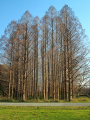 Obraz premium メタセコイア林のある公園風景