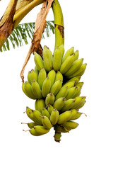 Isolated bananas growing on banana tree with white background