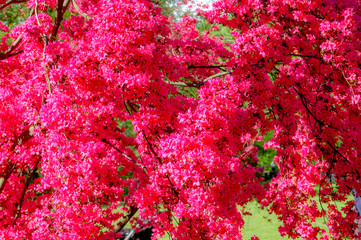 Closeup to blossom flowers with colorful of colour 