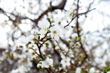 Branch of a blossoming tree with beautiful white flowers