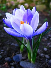 First crocus flower blooming in the garden close up