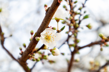 Branch of a blossoming tree with beautiful white flowers