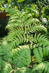 fern leaves pattern 