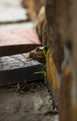 Brown frog stalking