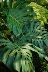 fern leaves pattern 