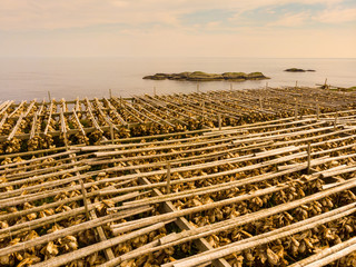 Cod stockfish drying on racks, Lofoten islands Norway