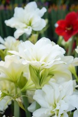 White Amaryllis flowers blooming 