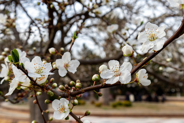 Branch of a blossoming tree with beautiful white flowers