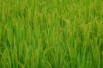 Local rice farm in country side Thailand with green leaf and meadow full of rice background. Abstract of freedom, faraway and peace