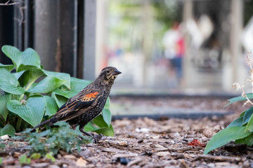Bird on the fence