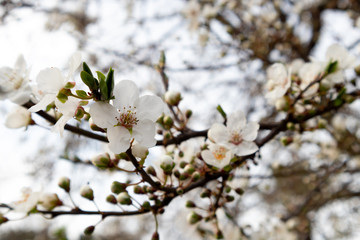 Branch of a blossoming tree with beautiful white flowers