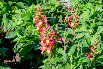Closeup to blossom flowers with colorful of colour 