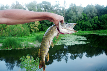 Pike in the hand of a fisherman on the background of the river